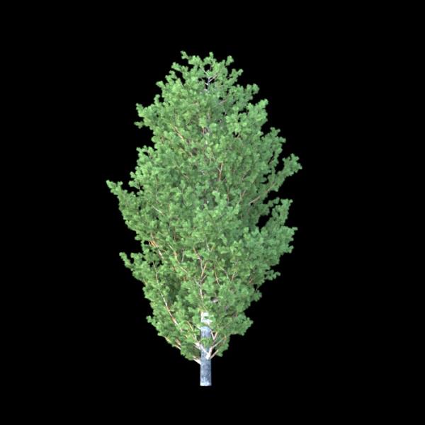 PinusCembra - دانلود مدل سه بعدی درخت کاج Tree - آبجکت سه بعدی درخت کاج Tree - دانلود آبجکت سه بعدی درخت کاج Tree -دانلود مدل سه بعدی fbx - دانلود مدل سه بعدی obj -PinusCembra 3d model free download  - PinusCembra 3d Object - PinusCembra OBJ 3d models - PinusCembra FBX 3d Models - 